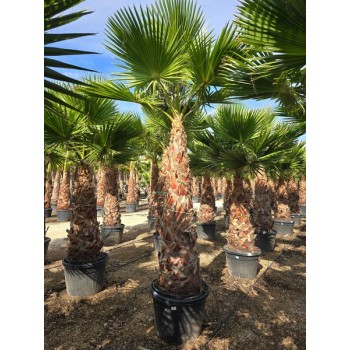 Washingtonia robusta tronco 180/200 CT -5*/-8*